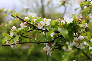 Many spring white flowers, Green tree in spring. A beautiful blooming apple tree, a wonderful garden. Natural growth of berries