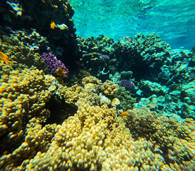 Underwater view of coral reef with hard corals and tropical fish