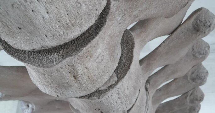 Real big whale bones. Huge grey skeleton of big blue whale. Whale spine. Balaenoptera musculus
