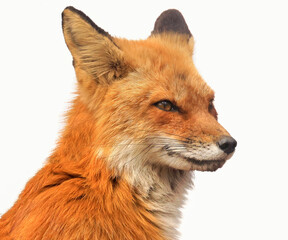 Red fox profile portrait isolated on white background 