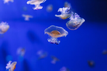 Fototapeta na wymiar underwater photos of Mediterranean jellyfish, Cotylorhiza tuberculata