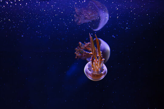 underwater photos of jellyfish Rhopilema esculentum, Flame jellyfish