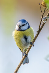 yellow capped kingfisher