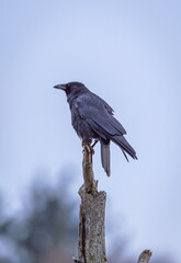 crow on a branch