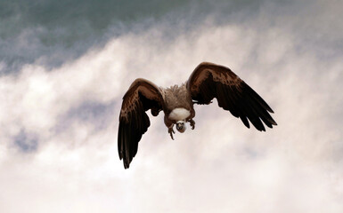 Flying griffon vulture a species of hawks accipitridae in action about to hunt a prey