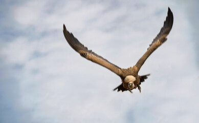 Motion blurred Flying griffon vulture a species of hawks accipitridae in action against a blue sky
