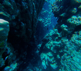 Fototapeta na wymiar Underwater view of the coral reef at the Red Sea, Egypt