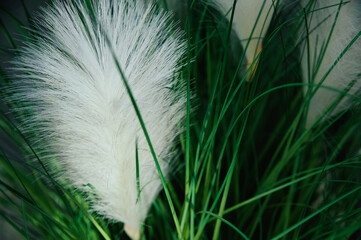 white feather in grass background
