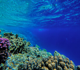 Underwater view of coral reef and tropical fish in blue water.