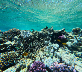 Underwater view of coral reef with fishes and corals. Tropical seascape