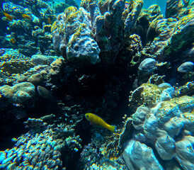 Underwater view of coral reef with fish and seaweed, Red Sea, Egypt