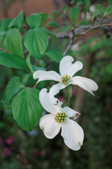 桜が終わりハナミズキの花が咲く日本の四季