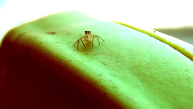 House spider looking around and walking on a green banana, insect, animal, closeup, microcosmos, animal life