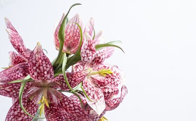 Close up bouquet hazel grouse fritillaria meleagris flowers on a white background. Blur and selective focus. Extreme flower close-up. Copy space