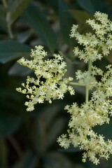 Blume