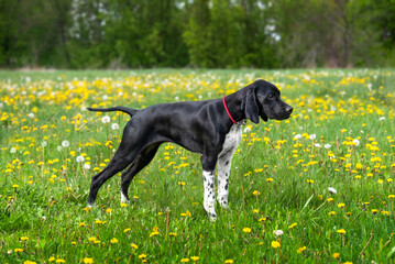 Adorable black English Poitner puppy on a spring meadow of dandelions on a bright sunny day....