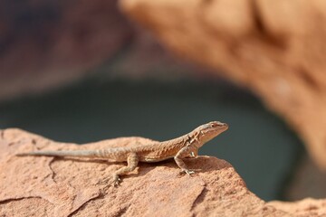 Naklejka na ściany i meble Close up Gecko