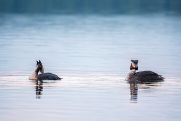 Two Great Crested Grebes swim in the lake