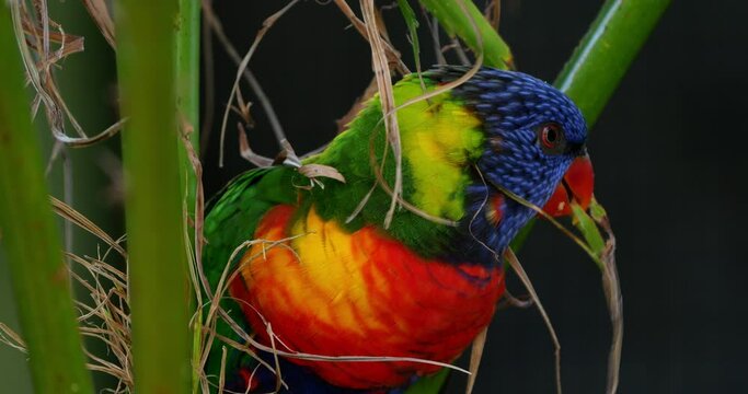 Rainbow lorikeet, (Trichoglossus moluccanus),  Guadeloupe, french West Indies