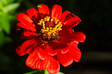 Zinnia elegans flowers in red, photo of flowers with spring colors, the most famous annual...