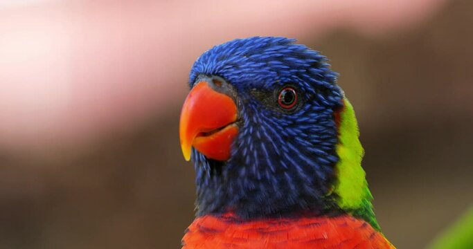 Rainbow lorikeet, (Trichoglossus moluccanus),  Guadeloupe, french West Indies