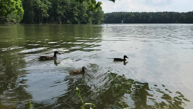 Ducks Swimming in a Serene Lake with Forest Background