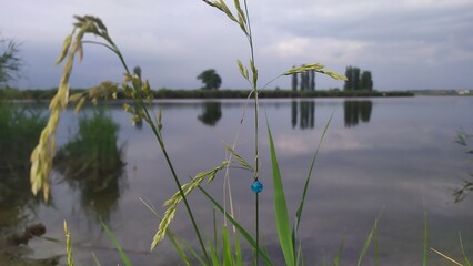 grass and water