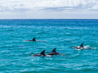 Naklejka premium Dolphins in the turquoise waters of the Bay of Fires, Tasmania