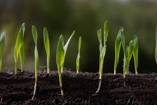 Fresh green wheat plants with roots