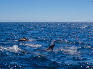 Fototapeta premium Seals feeding and playing in the waters of Bay of Fires