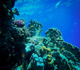 Coral reef and marine life in the Red Sea, Egypt.