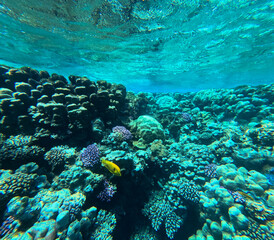 Naklejka na ściany i meble Underwater view of the coral reef with fish and corals.
