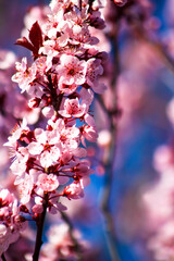 Pretty Branch of an Ornamental Landscaping Bush or Tree with Pink Spring Blooms or Flowers and Buds or Budding and Vibrant Blue Sky or Skies Behind