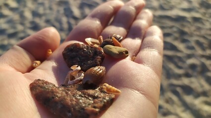 shell in hand