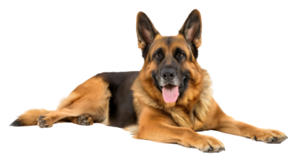 Happy joyful German Shepherd dog lying on the floor, pet isolated on transparent background, animal smile with tongue out