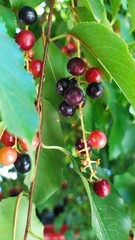 holly berries