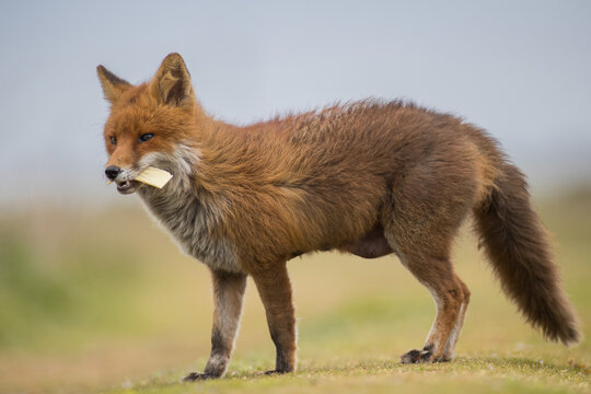 red fox vulpes side photo eatting block of cheese in the wild, 3d effect european mammels 
