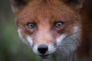 red fox portrait close up wild with detailed eyes 