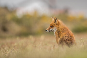 red fox vulpes in the wild side shot looking into the meadow field 
