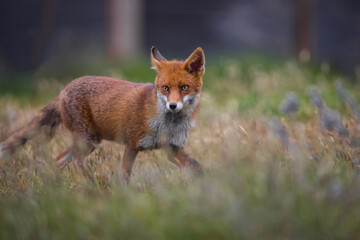 Close up of a Red fox standing in green grass