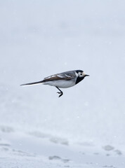 A white wagtail flying above frozen and snowy sea water in Helsinki, Finland after extremely heavy snowfall in late April 2024.