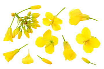 Rapeseed flowers isolated on white background, Top view. Flat lay