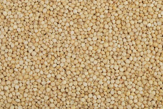 background of sorghum seeds. Top view. Flat lay.