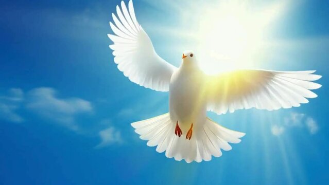 white dove in the sky