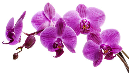 Fototapeta na wymiar orchid flower transparent background