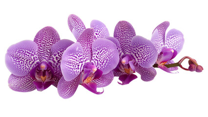orchid flower transparent background
