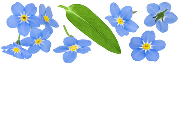 forget-me-not flowers isolated on white background. Top view. Flat lay