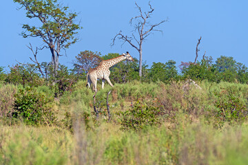 Southern Giraffe  Wandering Through the Okavango Delta
