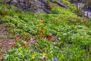 Beautiful view of spring flowers, tulips, and daffodils blooming at the foot of the mountain in the...