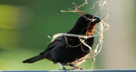 Nest building. Lesser Antillean bullfinch (Loxigilla noctis), male bird, Guadeloupe, french caribbean islands.